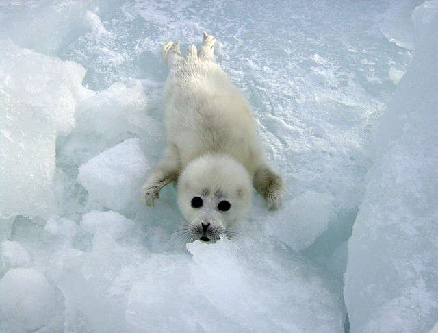 Thinning Sea Ice Killing Seal Pups