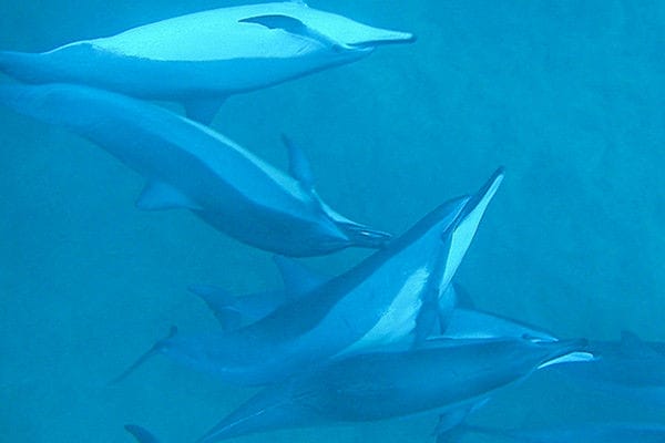 WATCH: Amazing Dolphin Stampede  