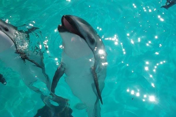 Heroin Overdose Blamed for Dolphin Deaths