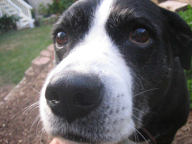 Do Dogs Feel Empathy?