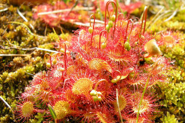 Nitrogen Pollution Converts Carnivorous Plants to Vegetarians