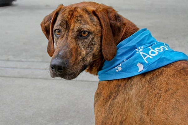 LA to Ban Pet Stores from Selling Commercially Bred Animals