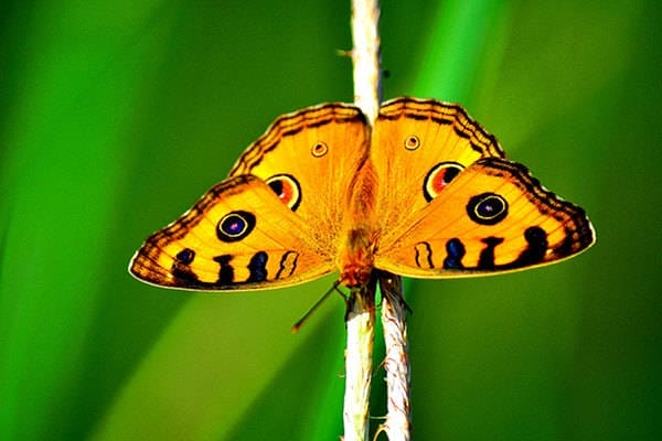 9,000 Butterflies Die for Art
