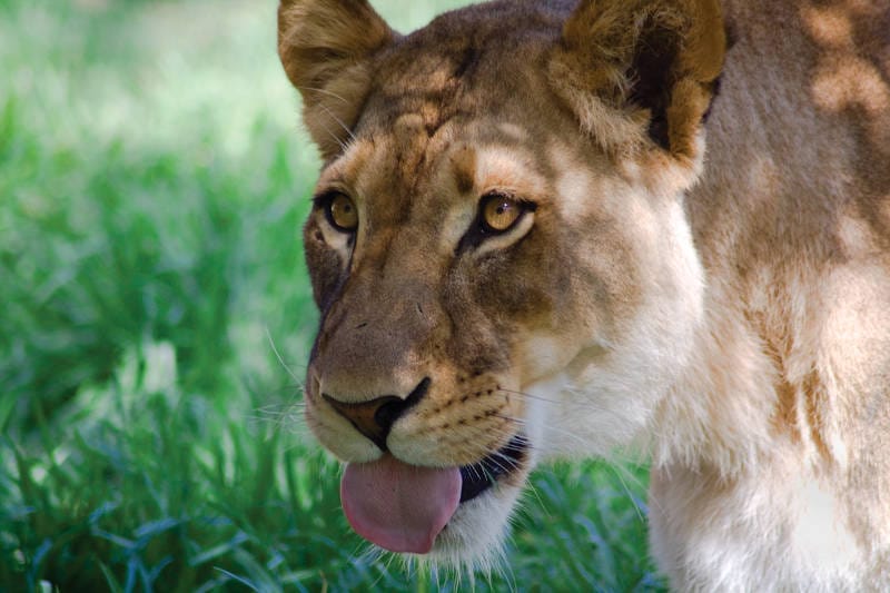 Rock Star Rescue Animals: 5 Roar-cous Lions