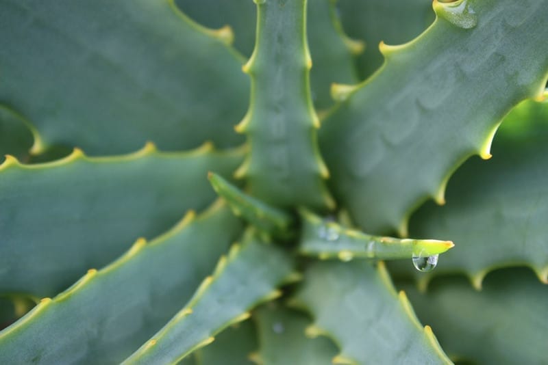 Very, Very, Aloe Vera! Health Benefits and Product Picks