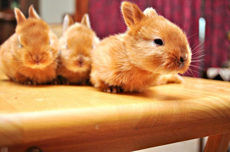 Rock Star Rescue Animals: 5 Adorable Rabbits