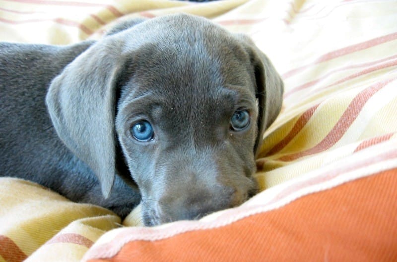 dog hemp bed article cover