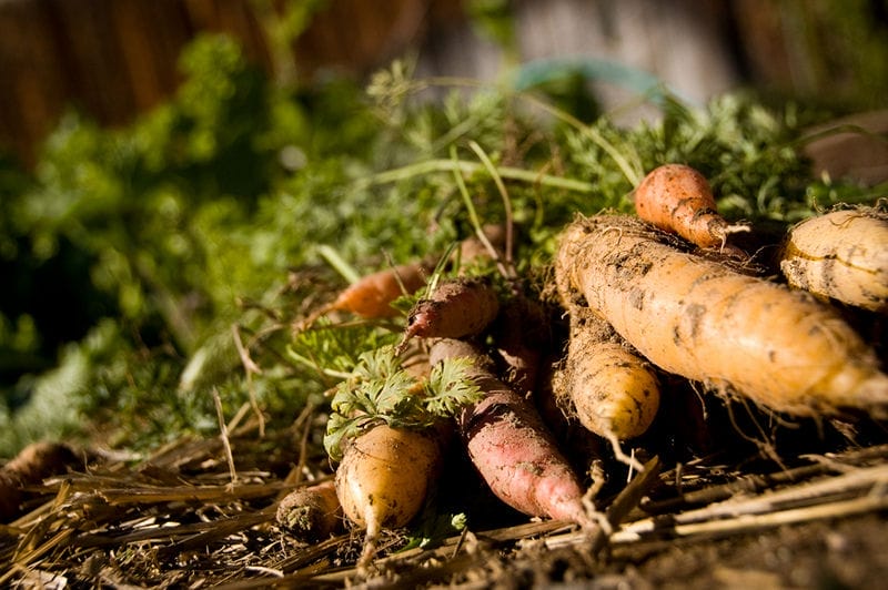 4 Easy Ways to Incorporate Permaculture Into Your Life