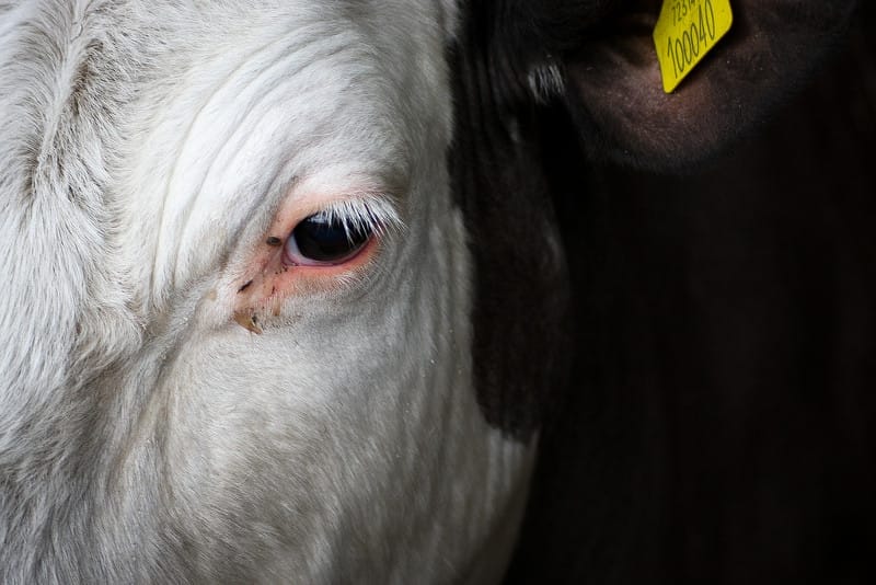 Deep Veganism: A Movement Whose Time Has Come