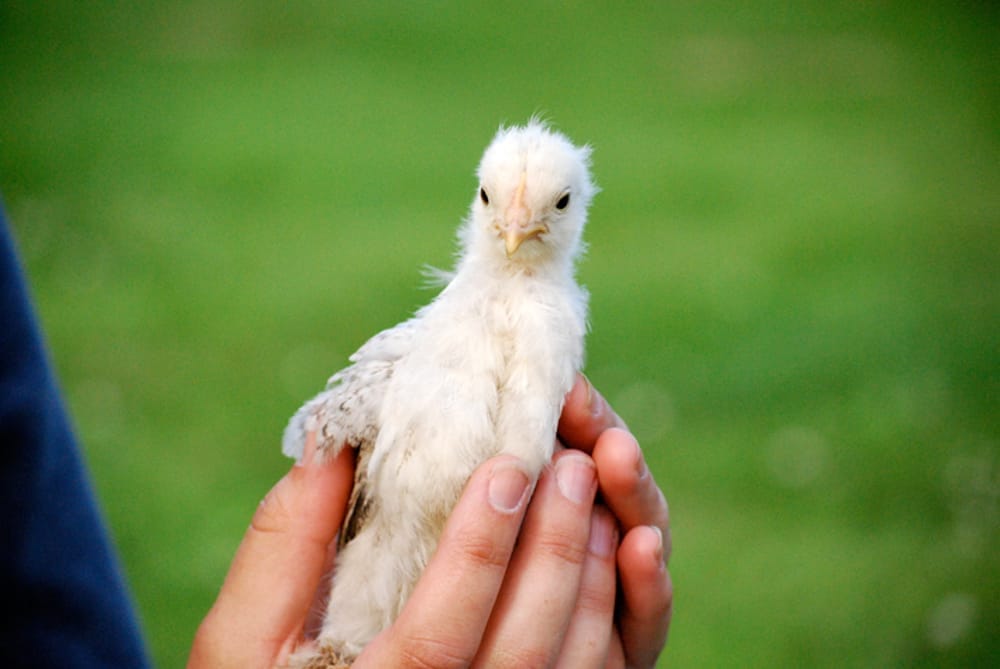 6 Lessons I Learned Since Becoming Vegan