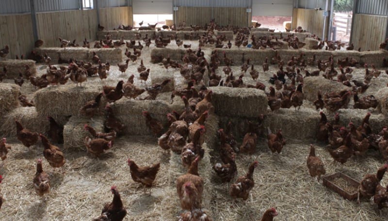 752 Former Battery Hens Feel the Sun for the Very First Time (VIDEO)