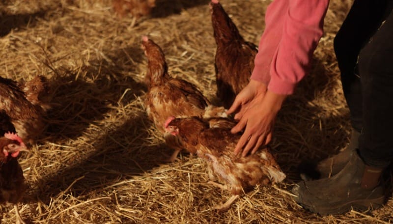 752 Former Battery Hens Feel the Sun for the Very First Time (VIDEO)