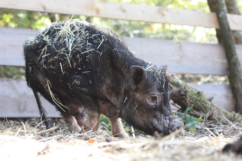 8 Things Pigs LOVE To Do