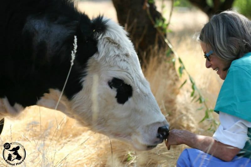 3 Rescued Cows and Their Human Best Friends