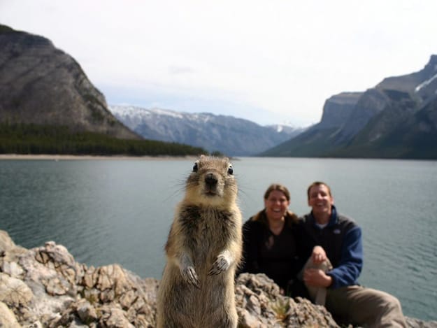 Most Incredible Photobombing Animals