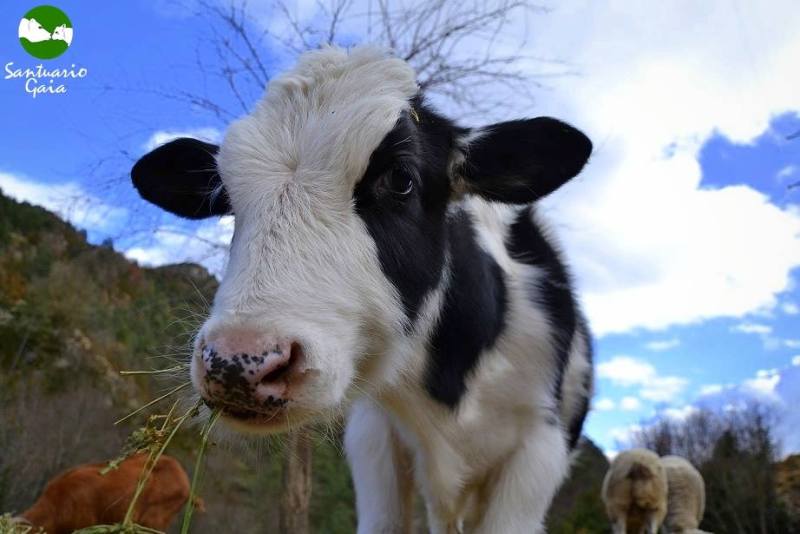 X Dairy Calves That Kicked Life in a Veal Crate to the Curb
