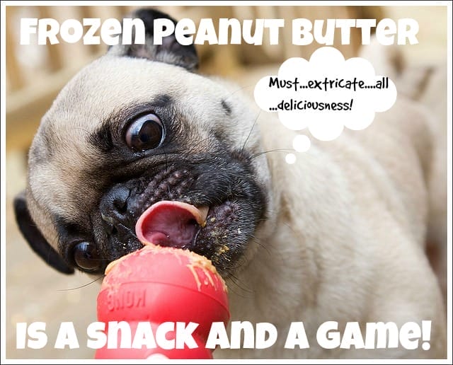 15 Life Hacks That Will Make you the Coolest Dog Parent at the Bark Park