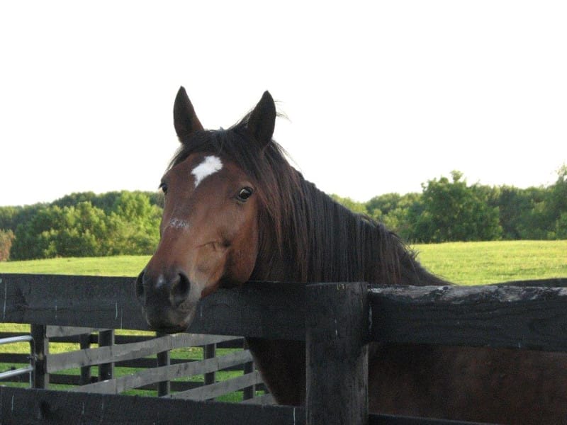 X Rescue Animals Changing the World for Other Animals in Need