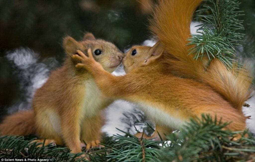 Do Animals Need to be Cute for Humans to Care?