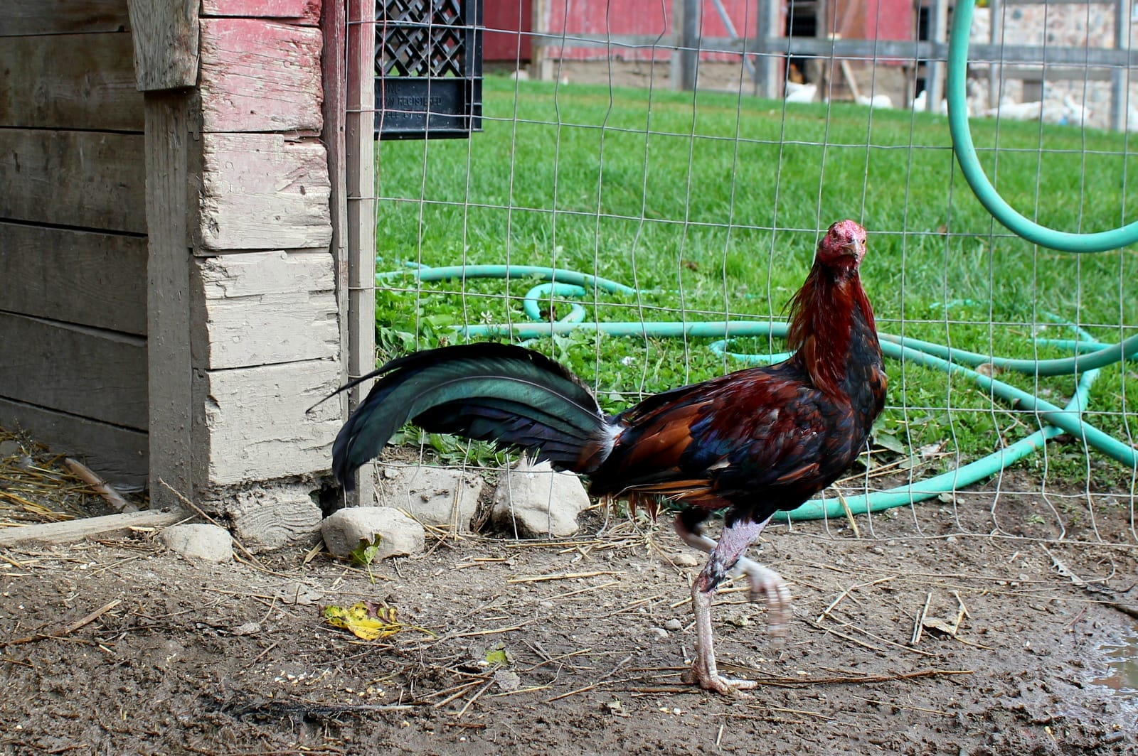 The Cleveland Twelve: Rehabilitating Cock-Fighting Roosters