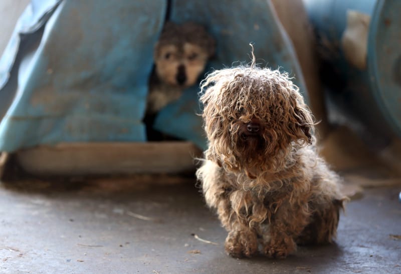 X Photos From Puppy Mills That Prove Without Doubt You Should Always Adopt