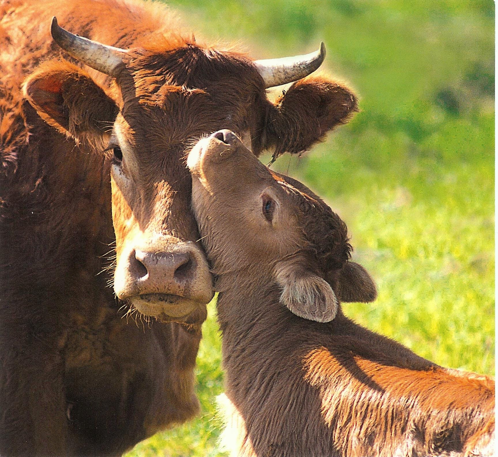 Your 12 Step Guide To Kicking That Dairy Addiction