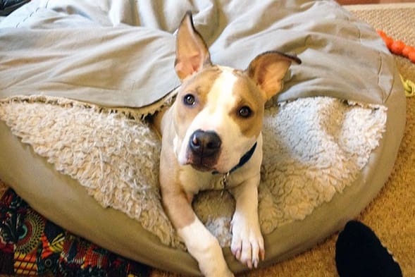 Timmy the puppy now has a loving home. No more chains for him! Photo courtesy of ASPCA.