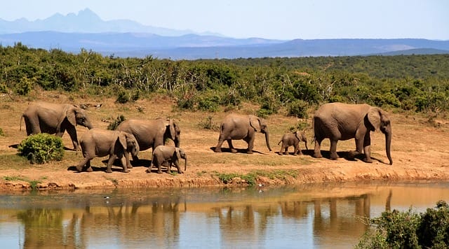 5 sanctuaries working to save endangered and abused elephants