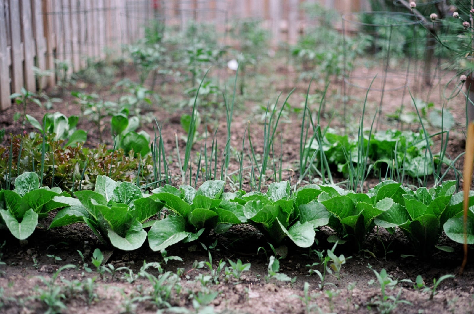 garden1 (1)