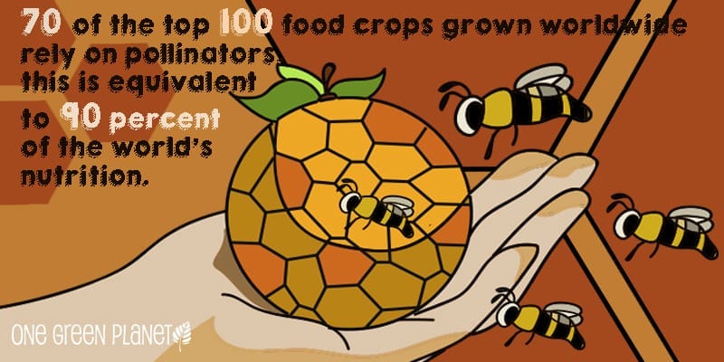 Why Bees Matter so Much to Humans