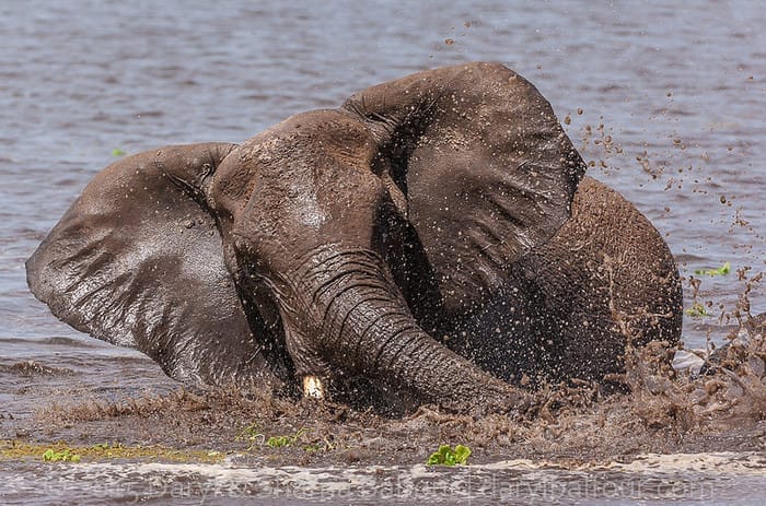 What We've Learned From Elephants After Years of Documenting Them in the Wild