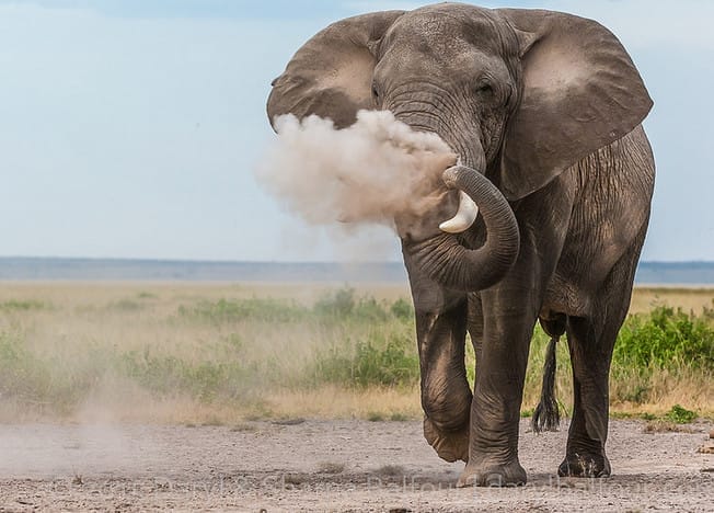 What We've Learned From Elephants After Years of Documenting Them in the Wild