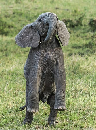 What We've Learned From Elephants After Years of Documenting Them in the Wild