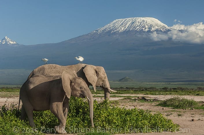 What We've Learned From Elephants After Years of Documenting Them in the Wild