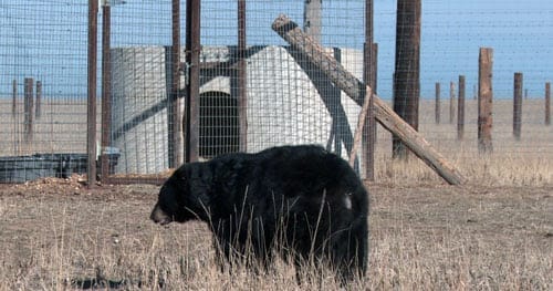 Empty the Cages! 6 Animals We've Fought for to Free Them From Life in Captivity 
