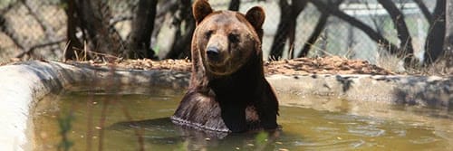 Empty the Cages! 6 Animals We've Fought for to Free Them From Life in Captivity 