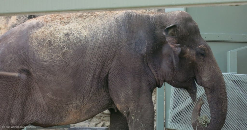 Empty the Cages! 6 Animals We've Fought for to Free Them From Life in Captivity 
