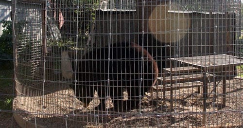 Empty the Cages! 6 Animals We've Fought for to Free Them From Life in Captivity 