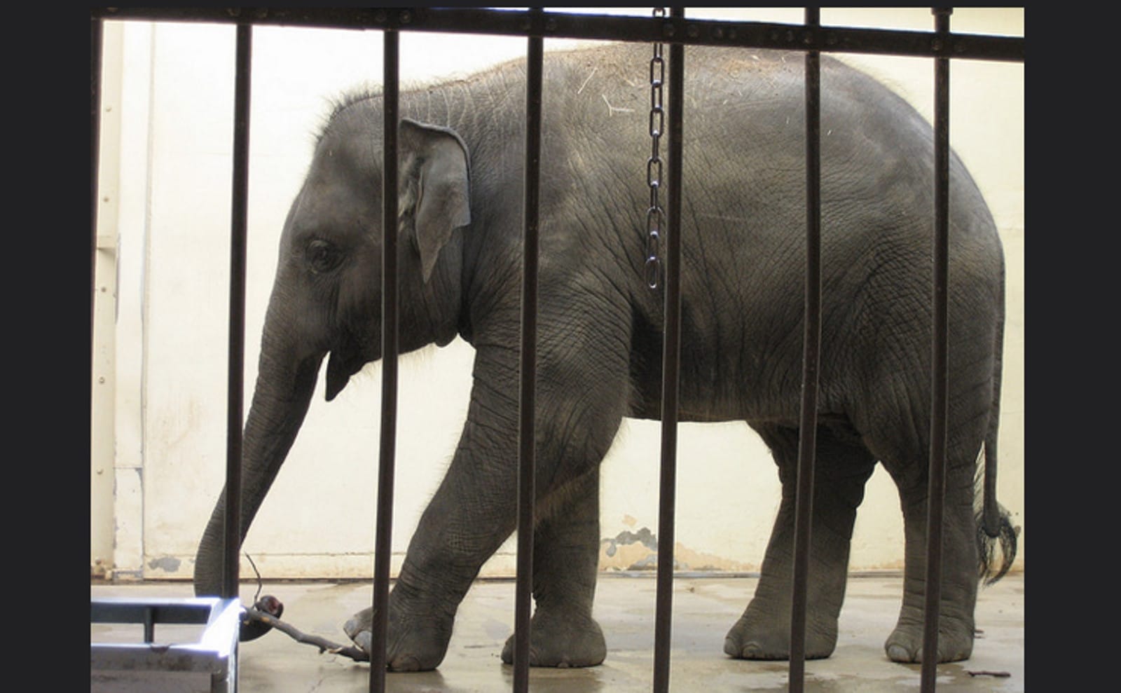 Elephants Will Never Belong In Zoos