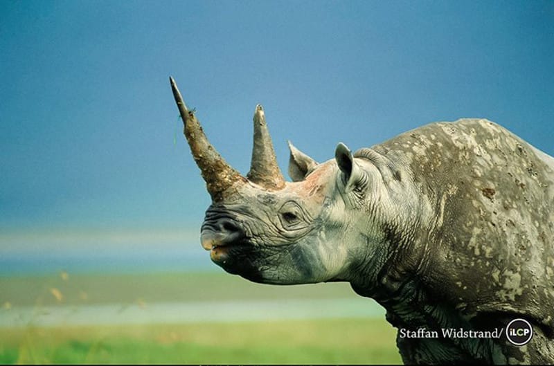 Here is the One Difference Between Your Nails and This Animal That is Leading to Extinction