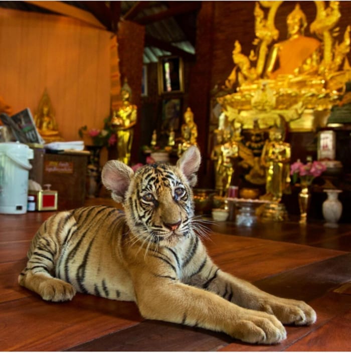 This Tiger's Surroundings May Look Beautiful &hellip; but the Reality is a Whole Lot Uglier