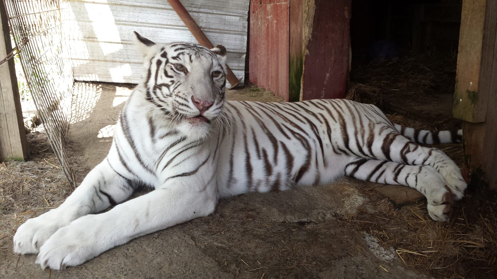 white tiger