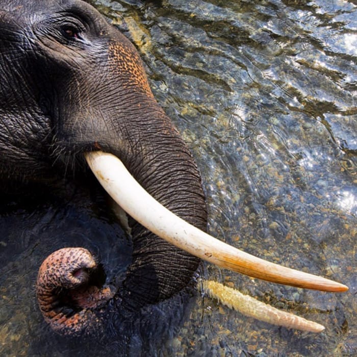 What This Haunting Image of a Dead Elephant Tells us About How Humans Interact With These Beautiful Animals