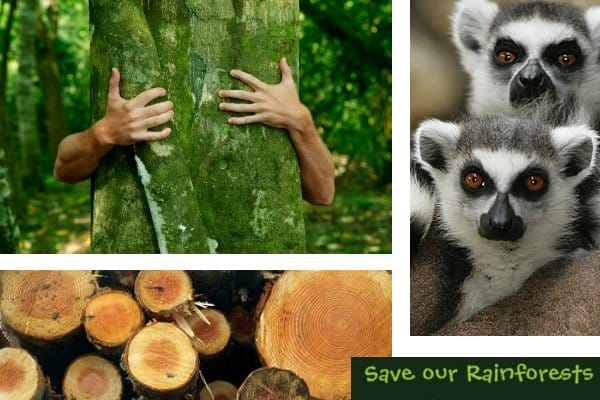 save our rainforest volunteer