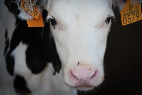 JMcArthur_DairyVealFarm_-1663
