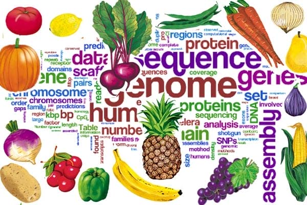 Vegan Diet Science nutrition health