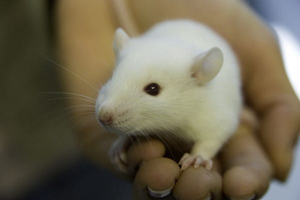 lab rat animal experimentation