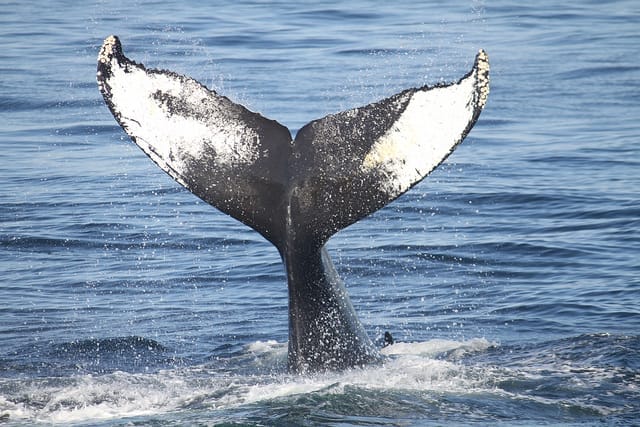Japan Whaling