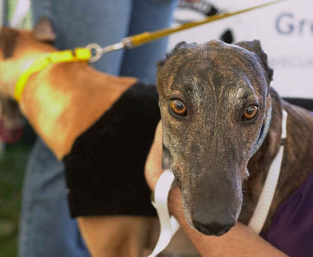 Skechers Superbowl Ad Features Cruel Greyhound Racing