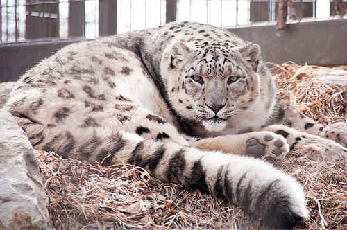 New Stem Cell Research May Save the Snow Leopard